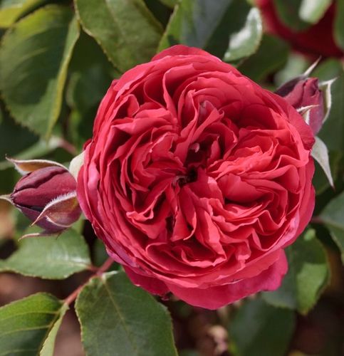 Gärtnerei - Rosa Ruban Rouge® - rot - nostalgische rosen - stark duftend - Alain Meilland - -